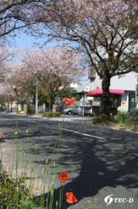 散りゆく桜の木の下で