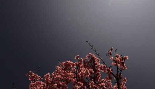 蒼楼