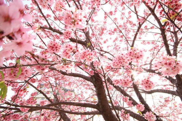 陽光桜３
