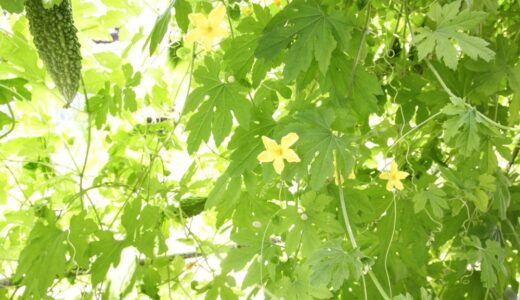 夏花