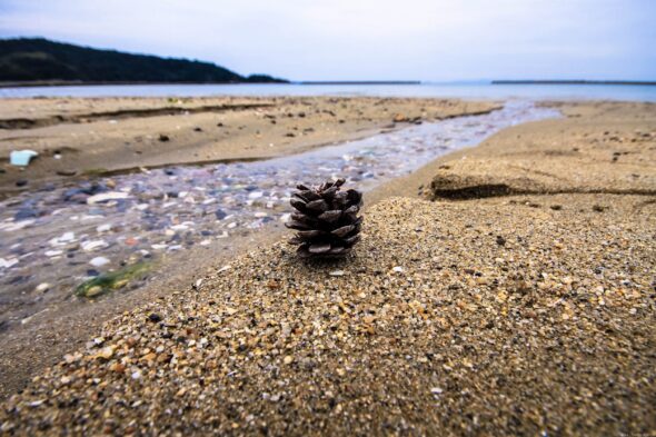 浜ぼっくり