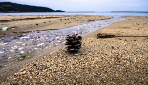浜ぼっくり