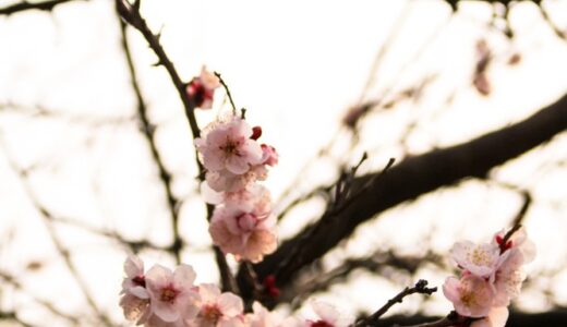 春待花