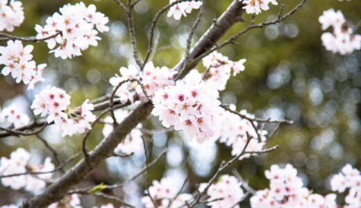 毛利庭園の桜2017③