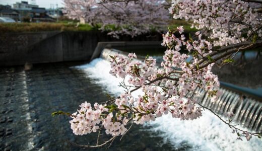末武川の桜2017①