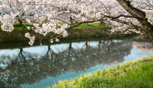 末武川の桜2017②