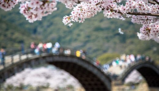 2018年春 sakura