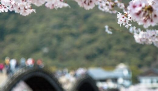 2018年春 sakura②