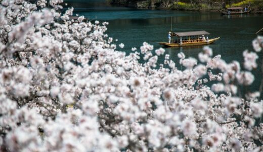 2018年春 sakura⑥
