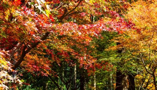 燃ゆる秋〜重源の里