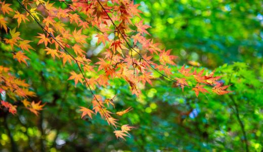 赤もみじ〜重源の里