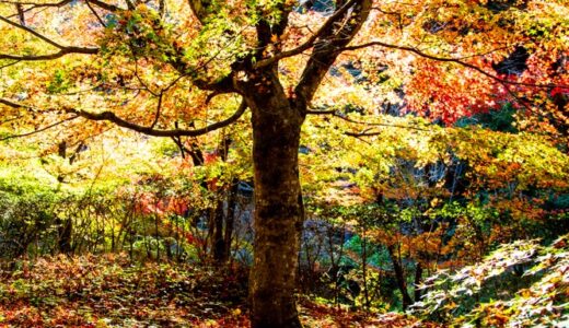 彩りの影〜重源の里