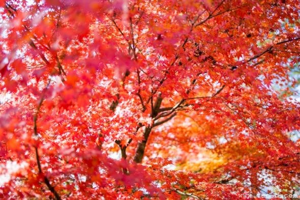 鹿苑山 漢陽寺の鮮やかな紅葉
