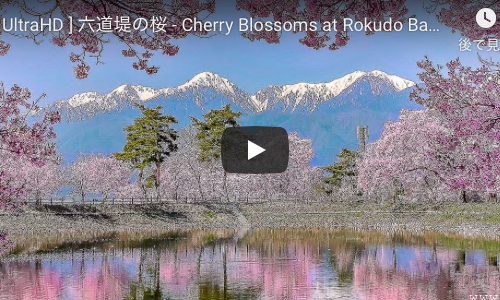 圧巻！六道堤の桜