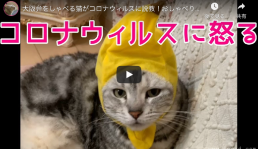 大阪弁をしゃべる猫がコロナウィルスに説教!?