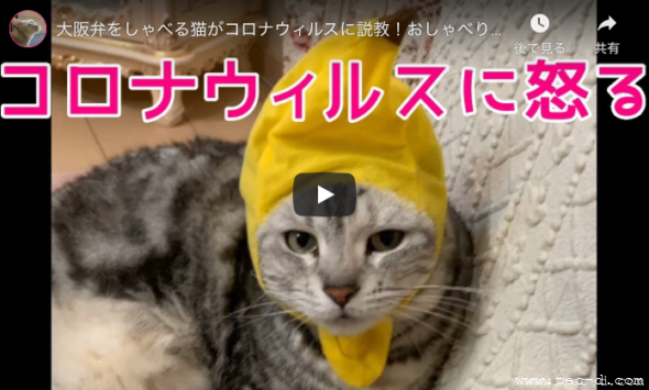 猫 姉妹 チャンネル