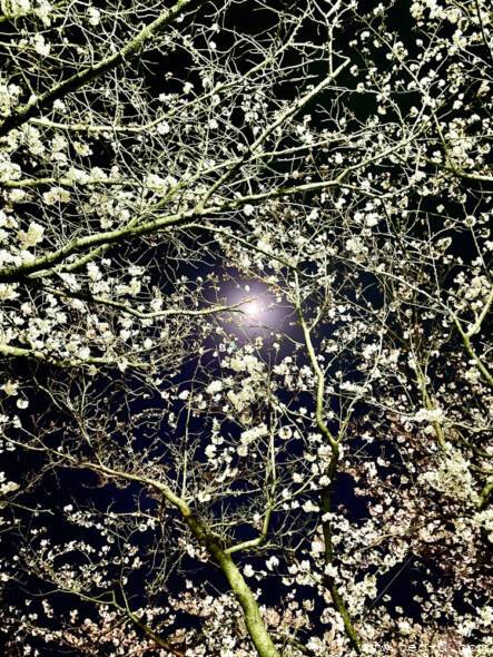 東川緑地公園の夜桜