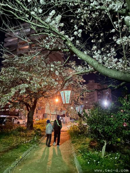周南東川緑地公園の夜桜