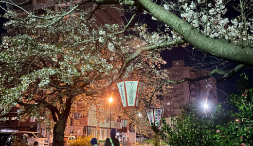 周南市東川緑地公園の夜桜③