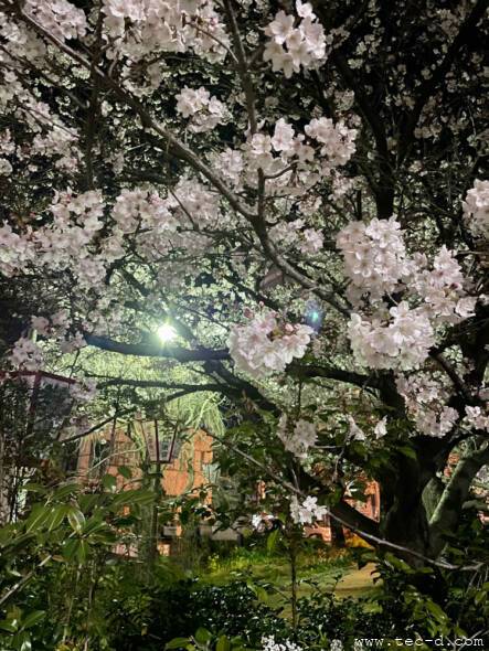 周南東川緑地公園の夜桜