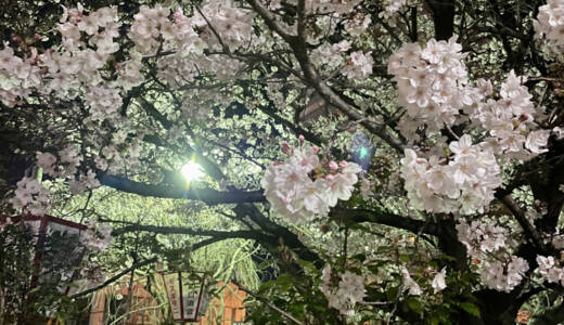 周南市東川緑地公園の夜桜②