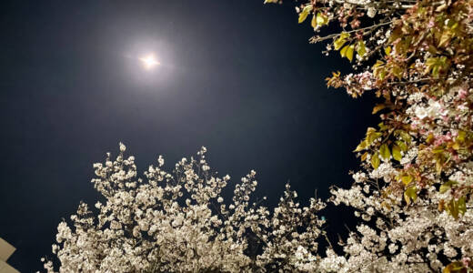 周南市東川緑地公園の夜桜④