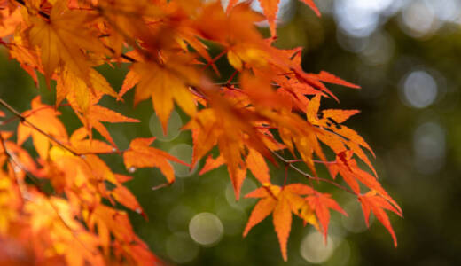 東行庵に紅葉を撮りに行ってきました