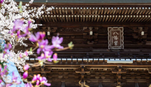 花岡八幡の桜①