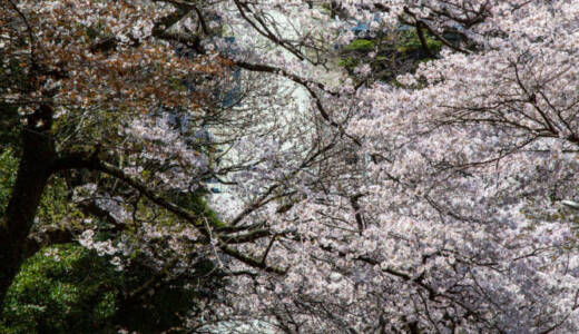 花岡八幡の桜③