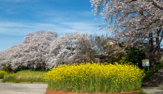 島田川の桜