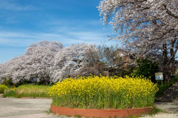 島田川の桜