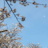 月と桜と空と
