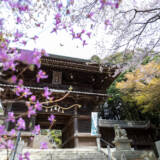 2023花岡八幡の桜③