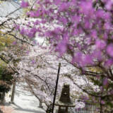 2023花岡八幡の桜②