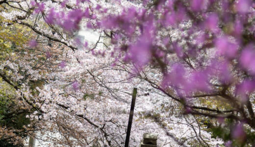 2023花岡八幡の桜②