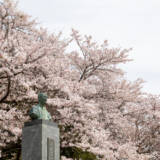 2023花岡八幡の桜①