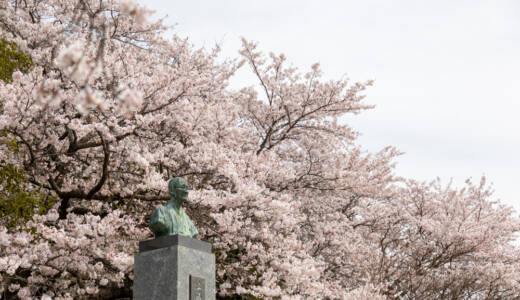 2023花岡八幡の桜①