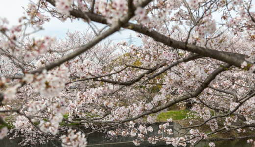 2023下松末武川の桜①
