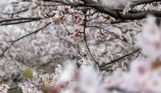 2023下松末武川の桜③