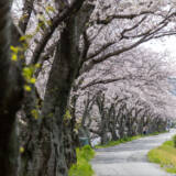 2023下松末武川の桜④
